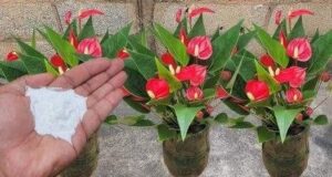 ABONO CASERO PARA LAS PLANTAS