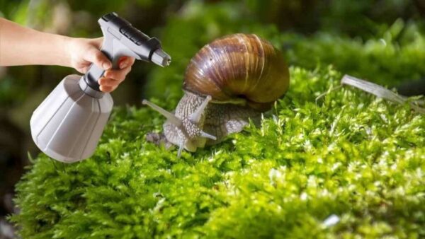 Adiós a cochinillas, pulgones, babosas y plagas en las plantas: todo lo que necesita es este producto