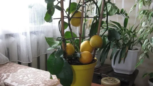 Aquí le mostramos cómo cultivar limones ilimitados en su propia cocina: 1 semilla es todo lo que necesita