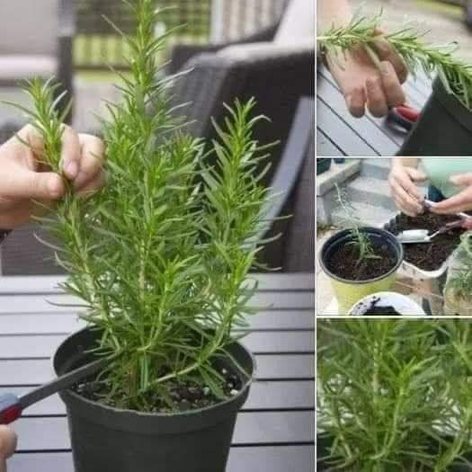 CÓMO REPRODUCIR EL ROMERO PARA TENERLO SIEMPRE EN CASA