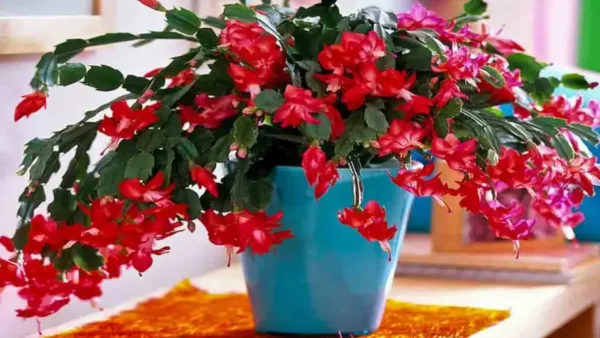 Cactus de Navidad: aquí se explica cómo cultivarlo y mantenerlo para que dure mucho tiempo