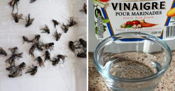 Cómo Ahuyentar las Moscas con Vinagre: Trucos Caseros para Espantarlas