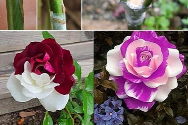 Cómo Injertar un Arbusto de Rosas de Colores Diferentes Paso a Paso