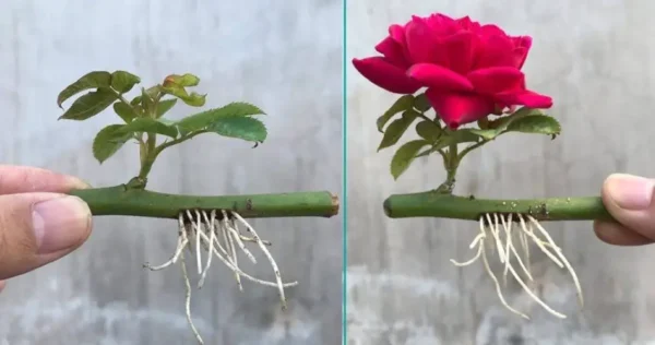 Cómo Propagar Rosas con Éxito Usando un Vaso de Agua: Un Jardín en Flor en Pocos Días