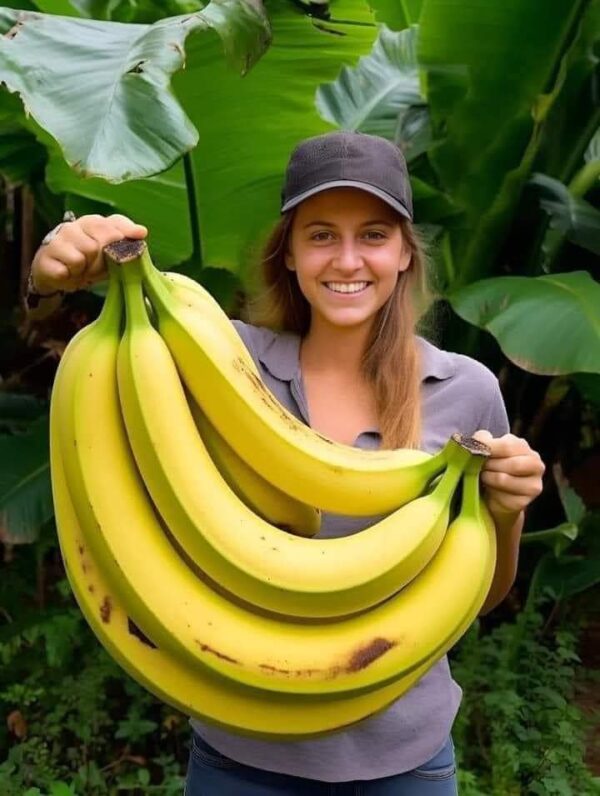 Cómo cultivar plátanos en casa