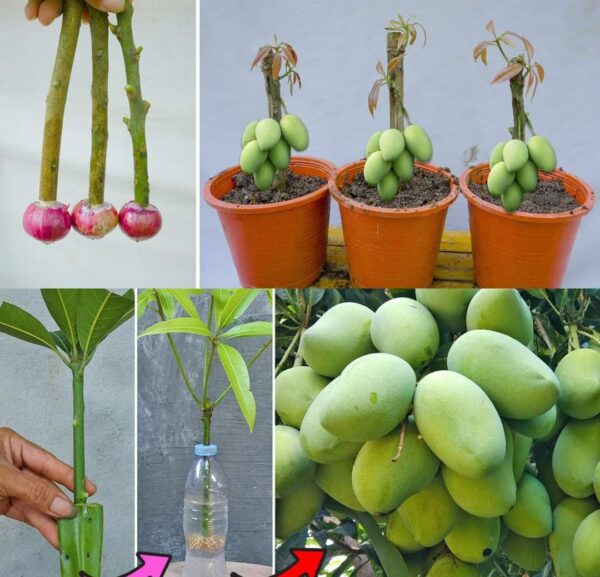 Cómo cultivar una planta de mango en maceta