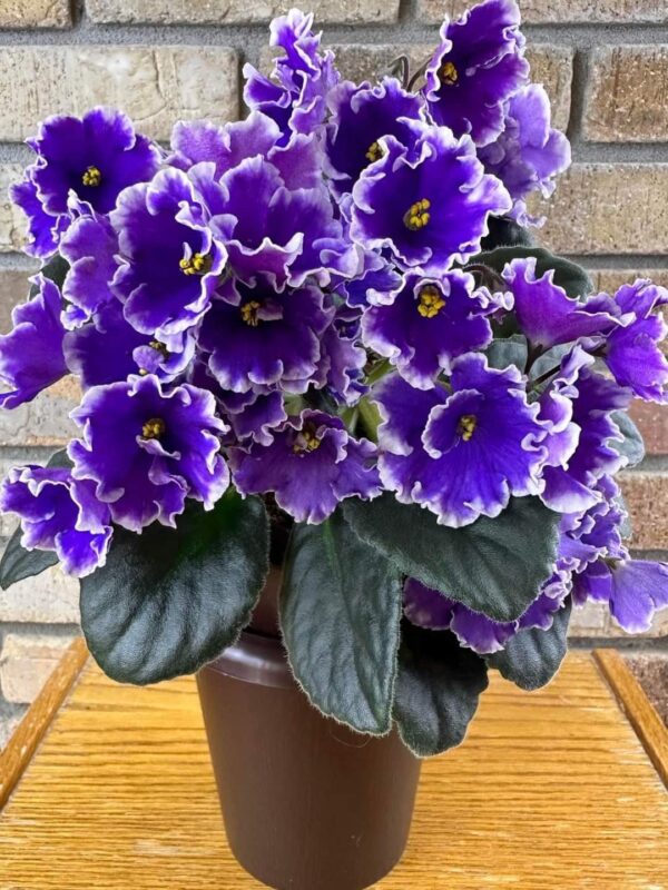 Cómo cultivar y cuidar las violetas africanas para que den flores durante todo el año