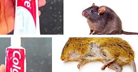 Cómo eliminar ratas y ratones con pasta de dientes y bicarbonato de sodio
