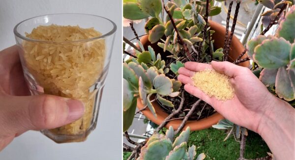 Cómo poner granos de arroz en las plantas para que crezcan fuertes