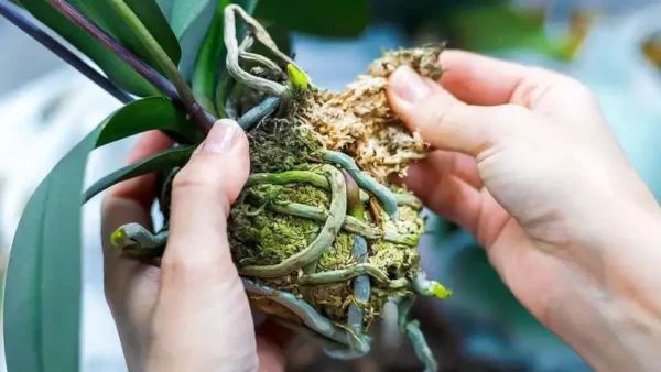 ¿Cómo propagar orquídeas a partir de tallos de flores?