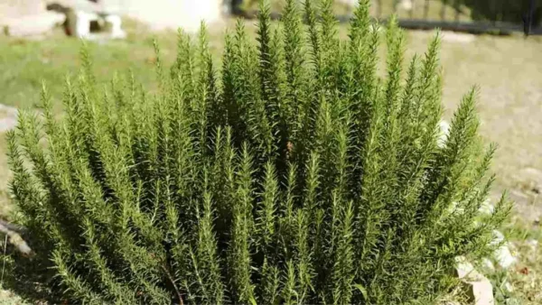 Consejos para Mantener un Romero Frondoso y Fragante