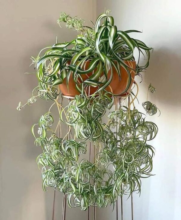 Cuidado y Cultivo de la Planta Araña: La Belleza en un Cesto Colgante