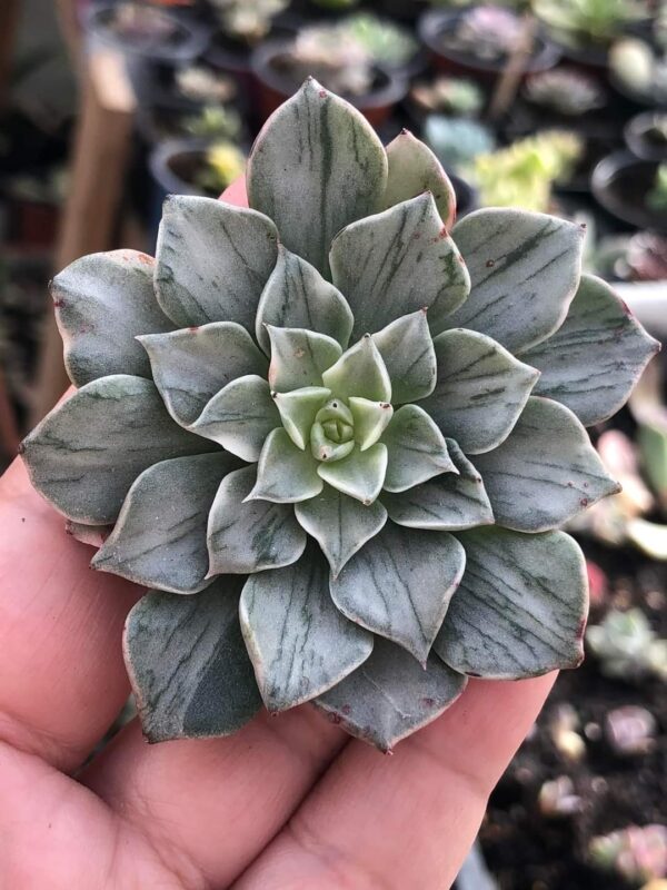 Cuidados de la Tacitus bellus: Plantación, Fertilización