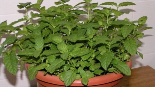 DONDE PONGAS ESTA PLANTA Moscas, Mosquitos, Ratones y Cucarachas nunca más se Acercarán.