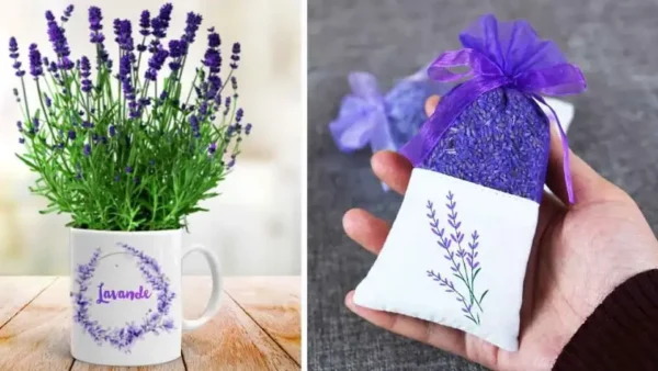 Descubre cómo cultivar lavanda en una taza para perfumar tu hogar