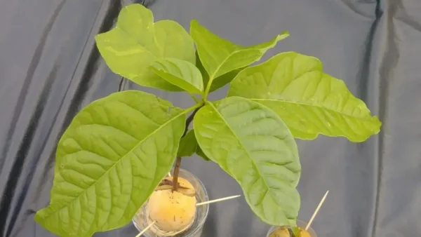 Descubre el placer de cultivar tus propios aguacates en casa