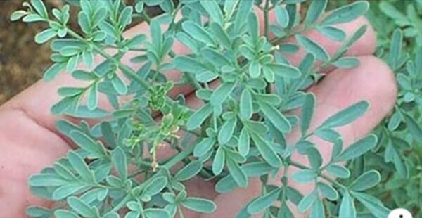 ¡Descubre el poder de la ruda: una planta mágica para atraer buena suerte y proteger tu hogar!