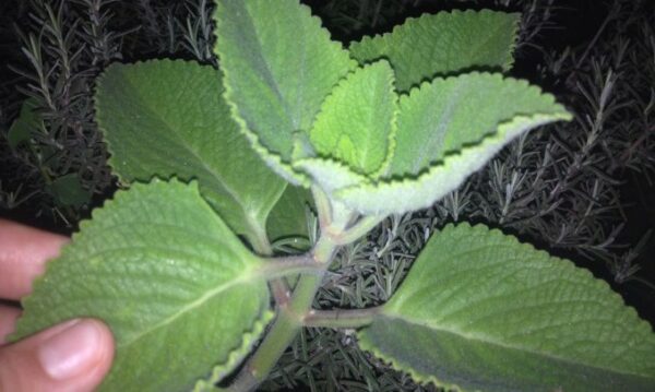 Descubre los increíbles beneficios del orégano: la hierba más poderosa que existe