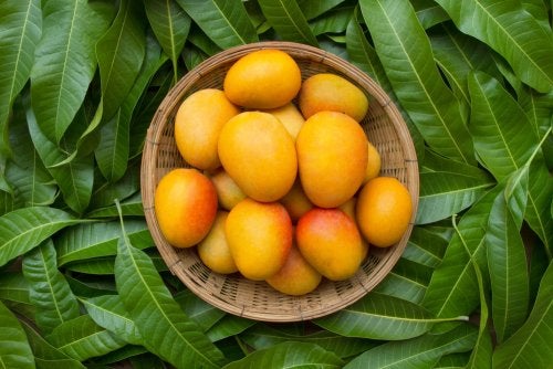 Descubriendo los Maravillosos Beneficios de las Hojas de Mango