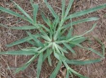 ESTA PLANTA ABUNDA EN LAS MAYORÍA DE PATIOS Y NOSOTROS CORTÁNDOLO SIN SABER QUE TIENE PROPIEDADES CAPAZ DE TRATAR MÁS DE 10 ENFERMEDADES.
