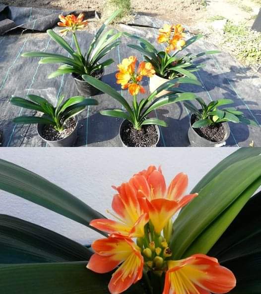 ESTA PLANTA ES UN IMÁN DE SUERTE: CUANDO FLORECE, LLEGAN BUENAS NOTICIAS A CASA