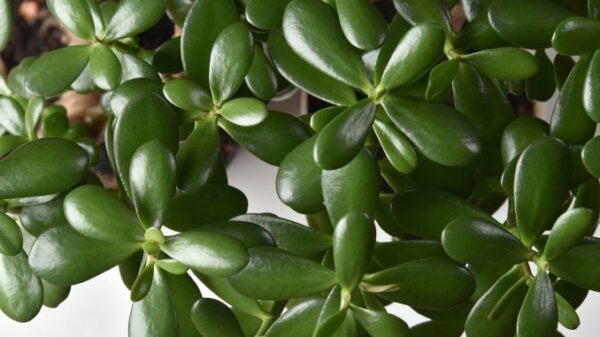 ESTA PLANTA TRAERÁ DINERO Y PROSPERIDAD A TU CASA, SÓLO TIENES QUE PONERLA EN ESTE LUGAR