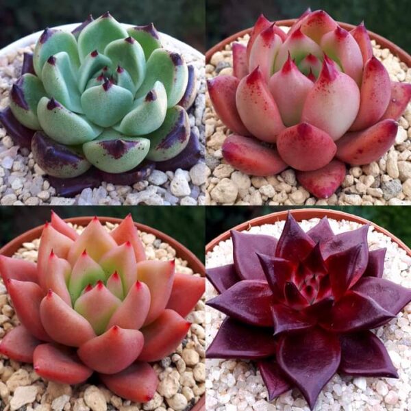 Echeveria agavoides: cuidados, variedades y cómo reproducirla