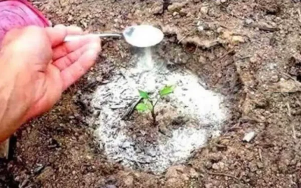 El bicarbonato de sodio es el mejor amigo de un jardinero: aquí hay 8 usos inteligentes en el jardín