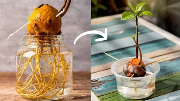 El truco   para cultivar aguacate en casa y no tener que comprarlo más