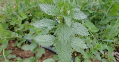 Esta planta invade tu jardín; conoce sus aplicaciones medicinales