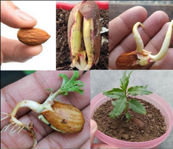 Guía Paso a Paso: Cómo Cultivar un Almendro a Partir de Semillas en la Comodidad de tu Hogar