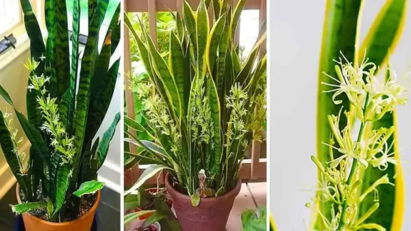 He aquí cómo hacer que la lengua de una suegra florezca para perfumar toda la casa