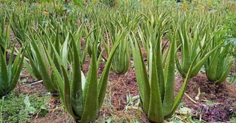 ÁLOE VERA: ¿CONOCES CUÁLES SON SUS BENEFICIOS?