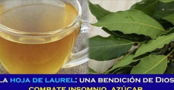 La hoja de laurel: una bendición de DIOS, combate insomnio, azúcar, presión alta y grasa en la sangre