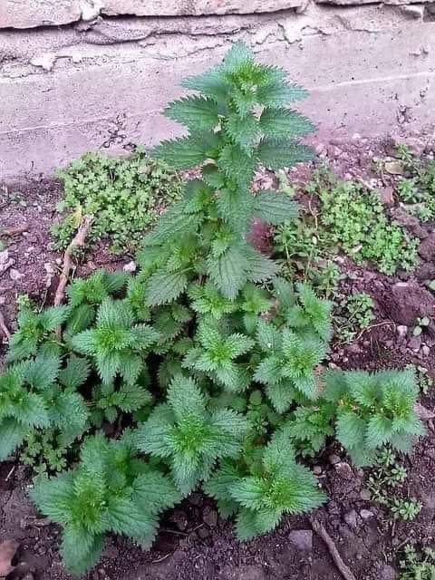 La llaman la planta de la eterna juventud porque regenera tus órganos y nutre las células de los pies a la cabeza.