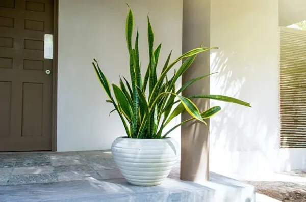 Lengua de suegra: ¿Cómo haces que esta planta florezca y su aroma dure más?