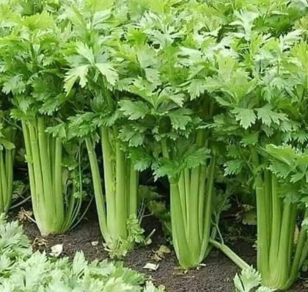 Limpia la sangre, la Piel y Riñones