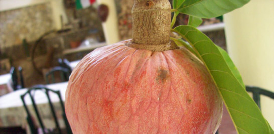 ¡Los Increíbles Beneficios del Mamon para Tu Salud!