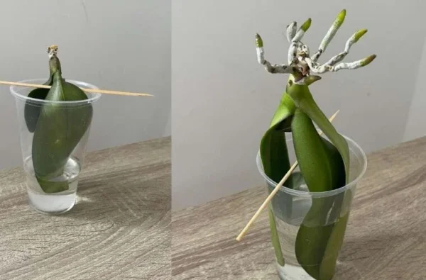 Orquídeas, cómo cultivarlas sin raíces en agua: Así se recuperarán inmediatamente