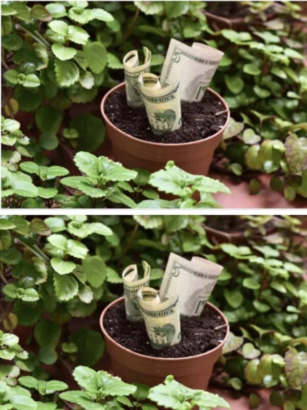 PLANTAS PARA ATRAER DINERO