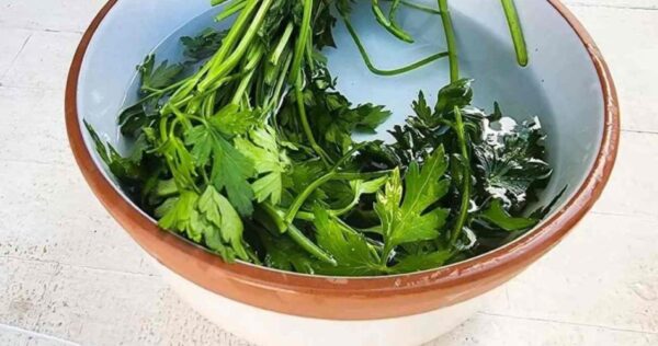 Perejil fresco durante un mes con el método del tazón: los chefs lo hacen