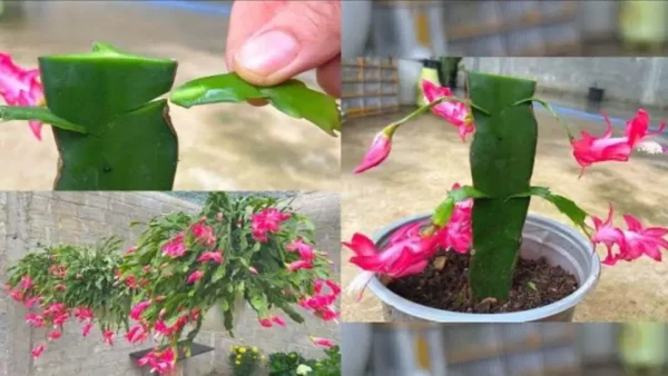 Planta Natalina, si usas este ingrediente florecerá el doble en pocas semanas