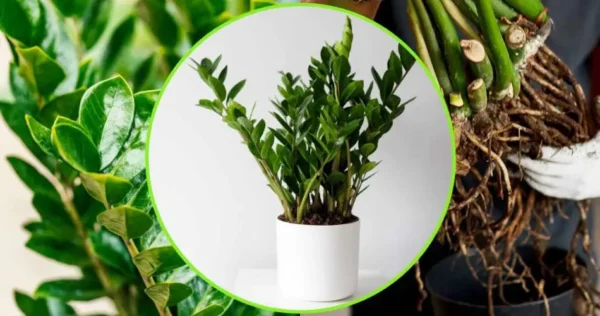 Planta Padre Pío, si la riegas para que se pudra | El truco de los jardineros para tenerlo siempre fuerte y exuberante