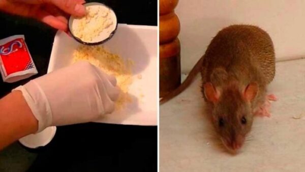 Pon Esto En Las Esquinas De Tu Casa Y Los Ratones Desaparecerán Como Por Arte De Magia