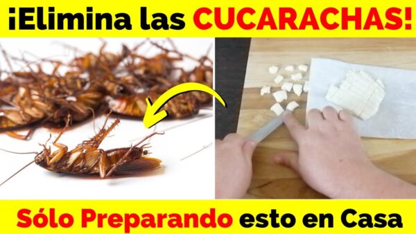Pon esto en tu casa, 1 hora después no verás mas cucarachas