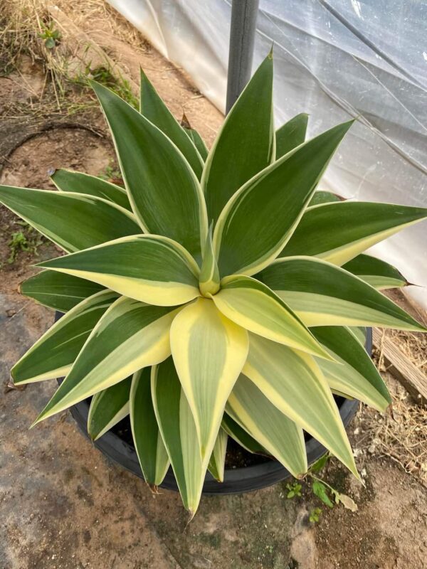 Propiedades, Beneficios y Usos del Agave: Un Tesoro de la Naturaleza