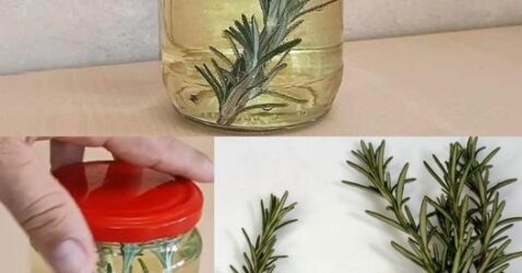 Romero, mójalo en un tarro lleno de vino blanco: he aquí por qué