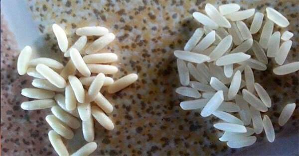 Sabes distinguir el arroz real del arroz plástico