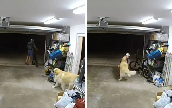 Sujeto entra a casa a robar bicicleta, mira lo que le espera