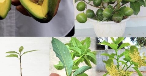 ¿TE GUSTA EL AGUACATE? ACÁ TE EXPLICAMOS CÓMO CULTIVARLOS EN TU CASA